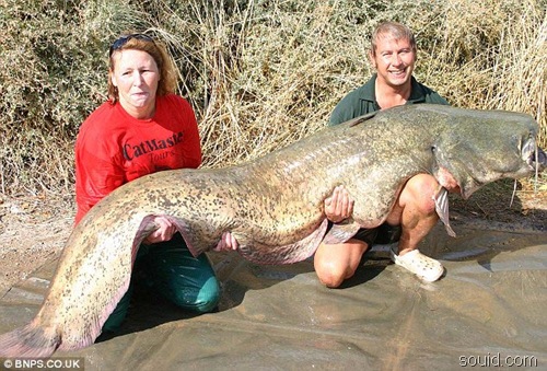 世界上最大的鲶鱼