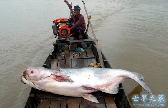 世界上最大的淡水鱼，1吨多重的黄貂鱼(组图)