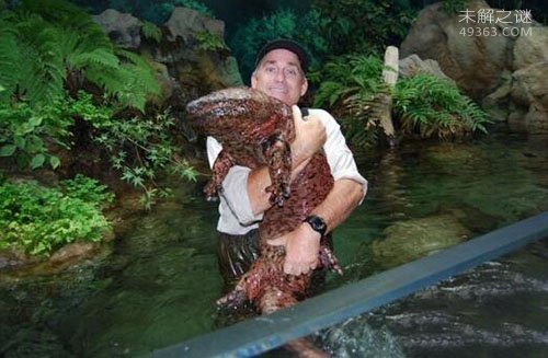 世界上最大的娃娃鱼，大鲵笨笨年龄130多岁