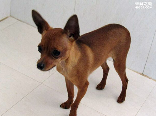 世界最小狗,身长只有9.65厘米左右(已被世界纪录进行认证)