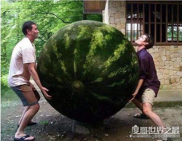世界上最大的瓜是什么瓜，南瓜(世界上最大的南瓜重1吨)